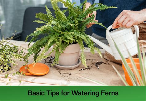 Ultimate Guide to Watering Your Holly Fern